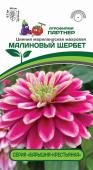 Семена Цинния Барышня-крестьянка "Малиновый щербет" махровая, 5 шт, 2-ой пакет, Партнер