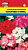 Семена Пеларгония зональная "Колорама" F2, смесь окрасок, 0,03 г, Урожай удачи