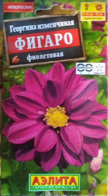 Семена Георгина изменчивая "Фигаро" махровая, фиолетовый, 7 шт, Аэлита